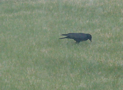 crow1