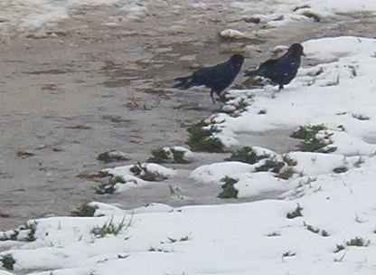 crow2