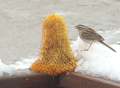 feeder
