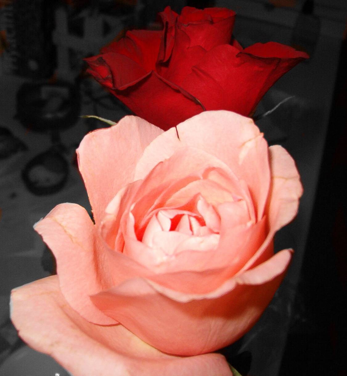 roses