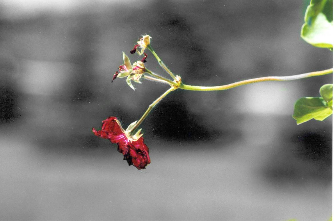 flower2