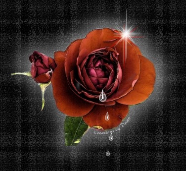 Black Rose Header