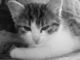 click here to see Prdelka