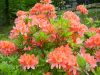 Rododendróny