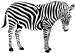 Zebrat.gif (2745 bytes)