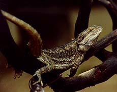 Bearded Dragon