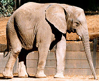 African Elephant