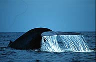 blue whale fluke animation