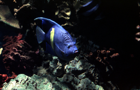 yellow banded angelfish