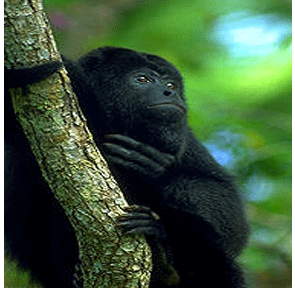 hanging monkey