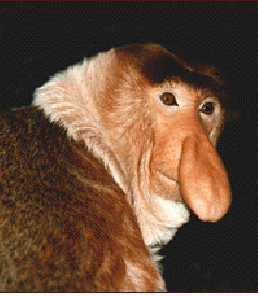 Proboscis monkey