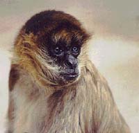 spider monkey