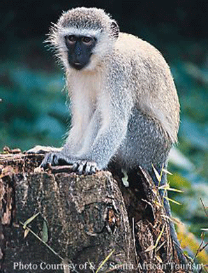Vervet monkey