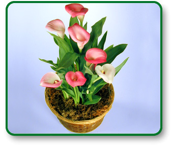 Potted Calla Lily
