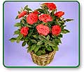 Potted Red Rose