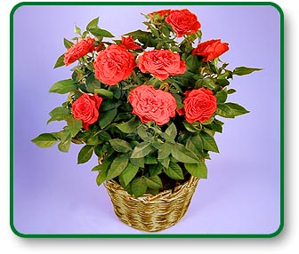 Potted Red Rose