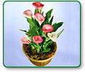 Potted Calla Lily