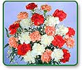 Two Dozen Sweetheart Carnations