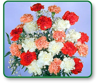 Two Dozen Sweetheart Carnations