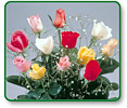 One Dozen Long Stemmed Assorted Roses
