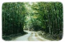 Man made forrest