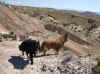 PogoBannerNorthView5jul09Sm.JPG (114779 bytes)
