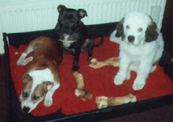 Click on this picture to see the website for these adorable pups!