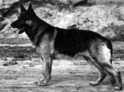Alf von Nordfeltson