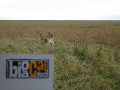 Big Cat Diary 2002
