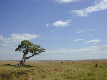 The plains