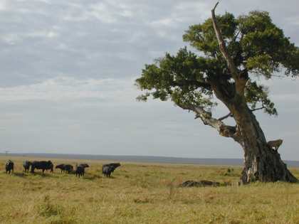 Kijana up a tree