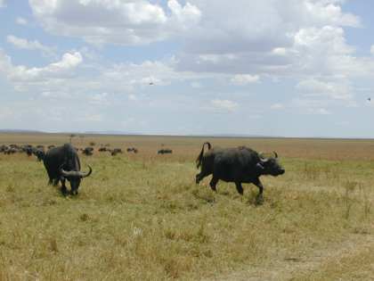 A charge