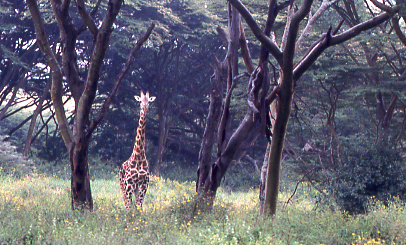 Giraffe, Nairobi National Park