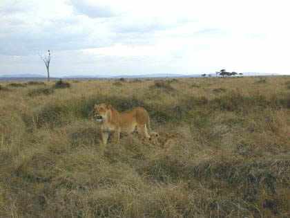 The lionesses