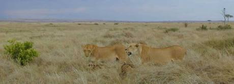 Two female lions