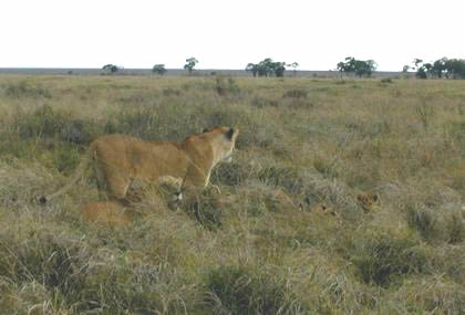 2 lions