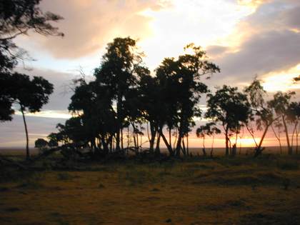 Trees AM