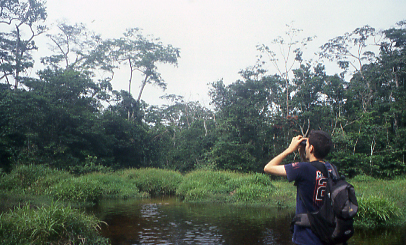 Forest clearing in the DRC