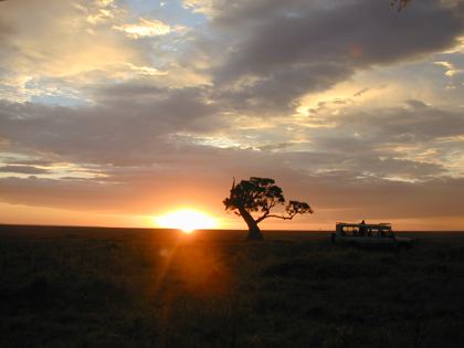 Big tree in the Mara