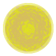 chakra del Plexo Solar