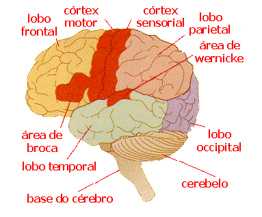 cerebro1.gif (24196 bytes)