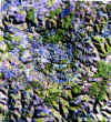 domosat2.jpg (71022 bytes)