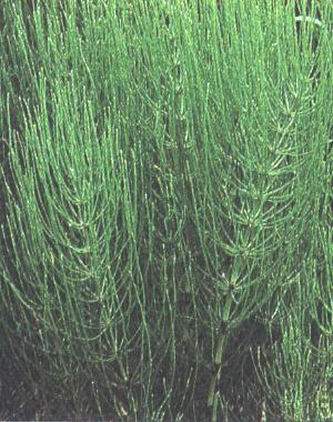 Equisetum arvense