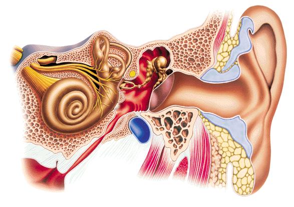 ouvido sensorial, tuba e cavidade otol�gica, orelha