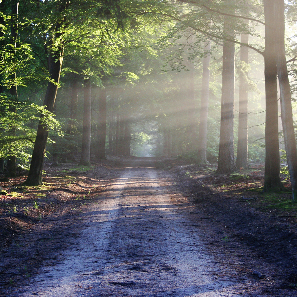 Forest Road