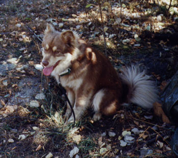 Onni