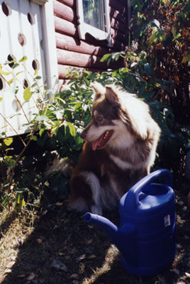 Koira