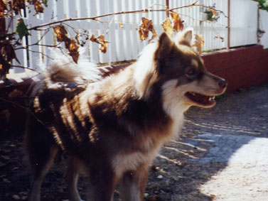 Onni