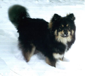 Kasper