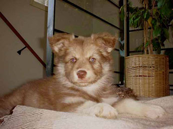 Pentu
